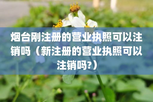 烟台刚注册的营业执照可以注销吗(新注册的营业执照可以注销吗?)