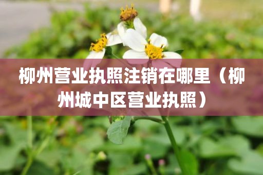 柳州营业执照注销在哪里(柳州城中区营业执照)