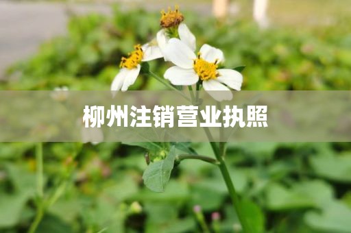 柳州注销营业执照