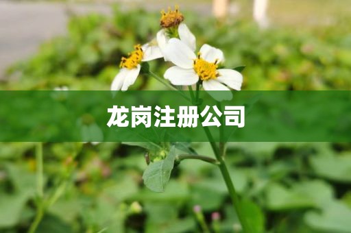龙岗注册公司